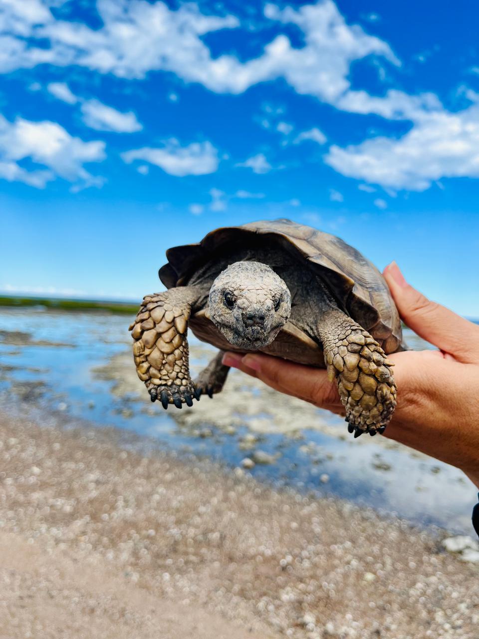 Safari de la Costa 4x4 en la playa